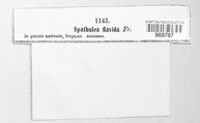 Spathularia flavida image
